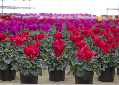 Cyclamen Red Pink