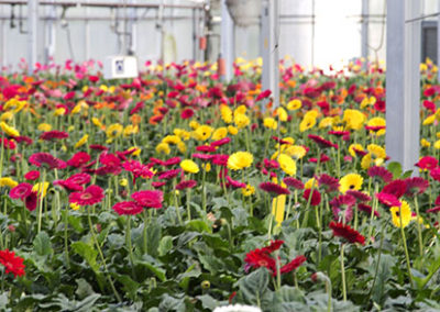 Gerbera crop