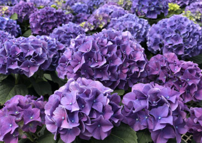 Hydrangea purple