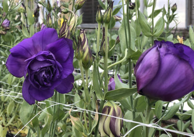 Lisianthus Purple