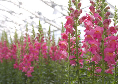 Snap dragon pink 2